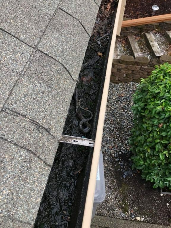 Why You Should Clean Your Own Gutters