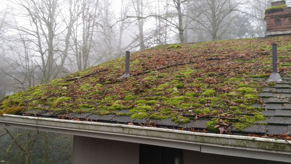 Moss on roof