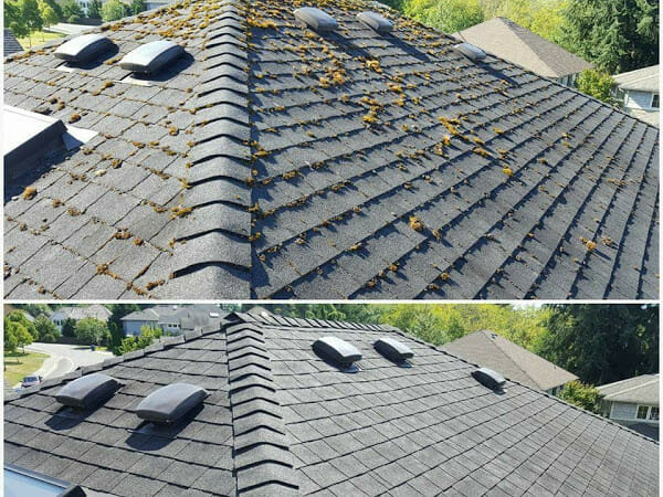 roof moss cleaning Service | Clearly Amazing