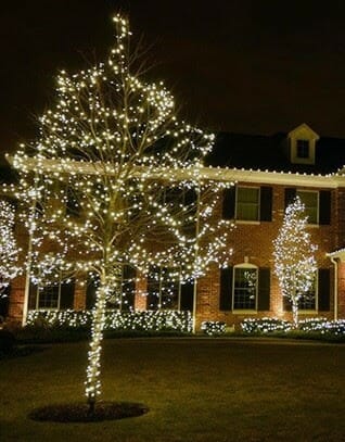 Christmas Tree Service | Clearly Amazing