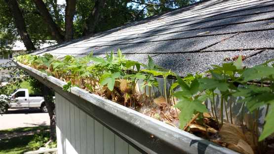 Why Gutter Cleaning Is Essential For Homeowners